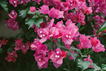Colorful bougainvillea flowers