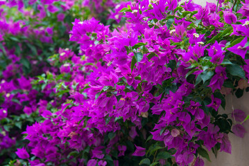 Colorful bougainvillea flowers