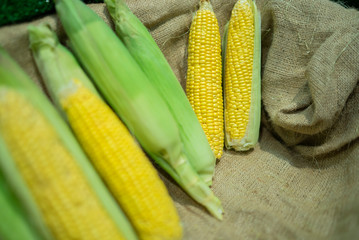 fresh corn standing on market counter
