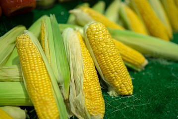 fresh corn standing on market counter