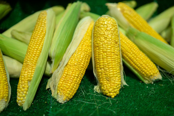 fresh corn standing on market counter