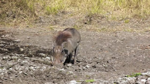 Warthog drinking water from a small hole in savannah