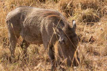 タンザニア・セレンゲティ国立公園で出会った、イボイノシシの群れ