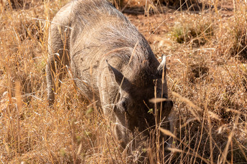 タンザニア・セレンゲティ国立公園で出会った、イボイノシシの群れ