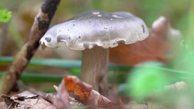 Lockdown shot of mushroom growing amidst stick and fallen leaves in forest - Steigerwald, Germany