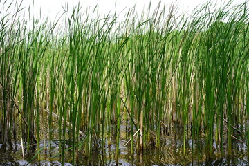 Obraz premium Schilflandschaft an der Havel