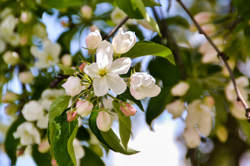 apple tree flowers