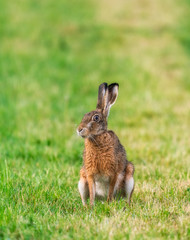 wild hare sitting 