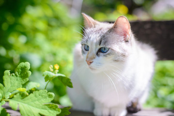 Naklejka na ściany i meble Beautiful white cat with blue eyes in summer in the garden