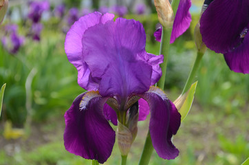 Violet iris flowers Closeup on blurredgreen garden blackground. Beautiful nature background. Blue...