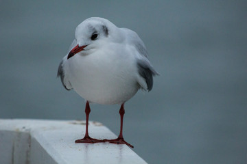 seagull on the pier on the Baltic Sea