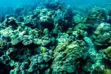 Naklejka na ściany i meble underwater scene with coral reef and fish; Sea in Surin Islands; Phang Nga Province; southern of Thailand.