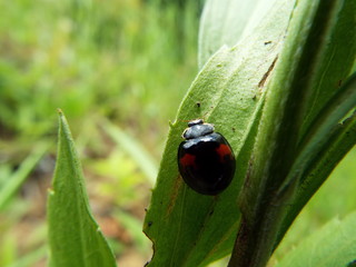 ナミテントウ ladybug