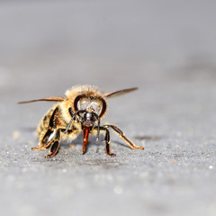 Biene, Erdbiene, Sandbiene, Zaunwicken-Sandbiene, Andrena (Taeniandrena) lathyri, Insekt, Tier, Makro