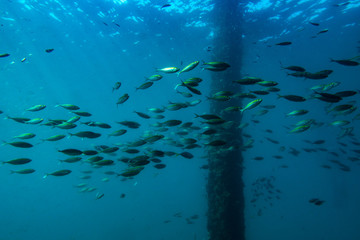 Fototapeta na wymiar School of fish in ocean Swim under the bridge.