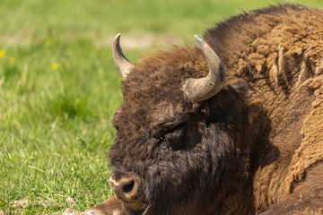 a huge buffalo lie on the grass, resting after a hearty lunch