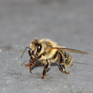 Biene, Erdbiene, Sandbiene, Zaunwicken-Sandbiene, Andrena (Taeniandrena) lathyri, Insekt, Tier, Makro
