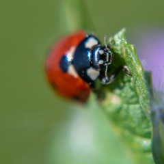 Insect and flower in macrophotography
Insecte et fleur en macrophotographie