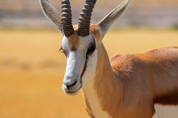 Wild african animals. The springbok (medium-sized antelope) in tall yellow grass against a blue sky. Etosha National park.