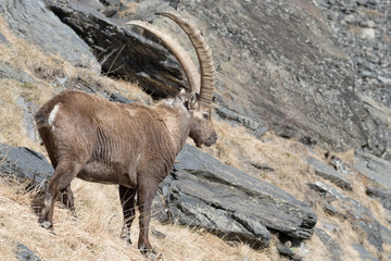 Alpine ibex in high mountain (Capra ibex)