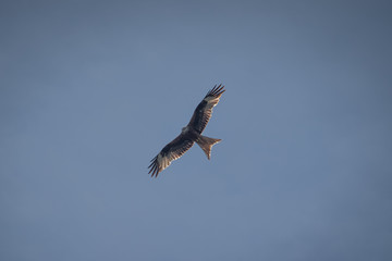 close up pictures of flying birds, such as milvus, during the day with blue sky