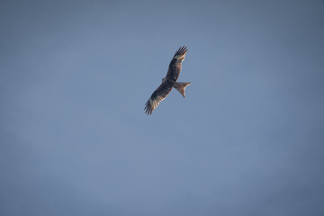 close up pictures of flying birds, such as milvus, during the day with blue sky