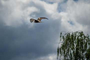 close up pictures of flying birds, such as milvus, during the day with blue sky