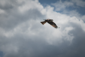 close up pictures of flying birds, such as milvus, during the day with blue sky