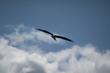 close up pictures of flying birds, such as milvus, during the day with blue sky