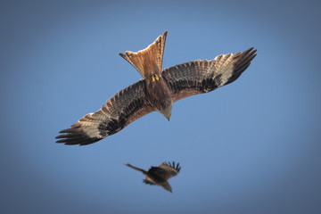 close up pictures of flying birds, such as milvus, during the day with blue sky