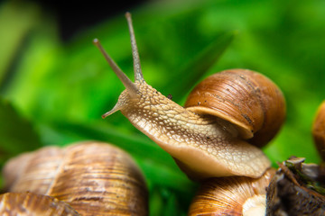 Snail spread its antennae close-up Green background
