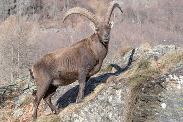 Portrait of Ibex mountain in autumn season (Capra ibex)