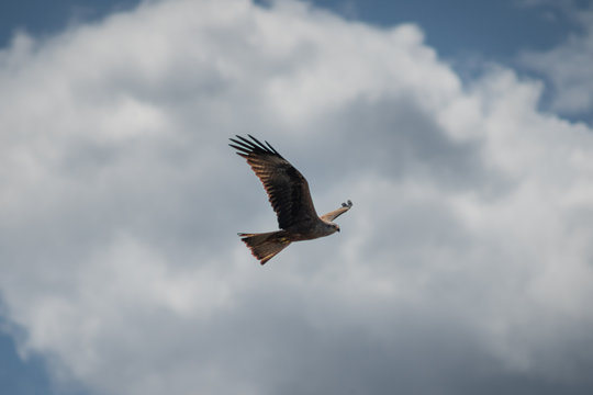 close up pictures of flying birds, such as milvus, during the day with blue sky