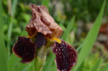 Violet iris flowers Closeup on blurredgreen garden blackground. Beautiful nature background. Brown iris flowersare growing in garden