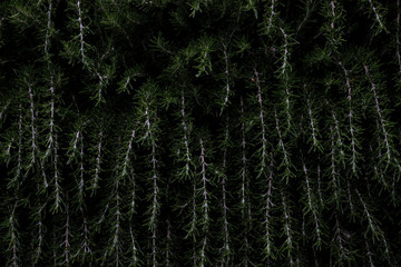 Fondo abstracto vegetación