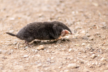 Schwarzer europäischer Maulwurf (talpa europaea) überquert Landstraße mit seinen großen Grabehänden und Grabeschaufeln auf dem Weg zu seinem Tunnelsystem mit Maulwurfhügeln und gräbt nach Insekten