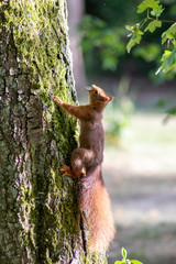 Rot-braunes Eurasisches Eichhörnchen ist auf Futtersuche in einem Baum und springt von Ast zu Ast auf der Jagd nach Haselnüssen und leckeren Eicheln für die Anlage von Winterspeck