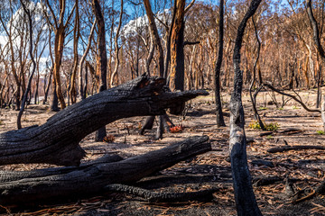 A forest in the Snowy Mountains, burnt down during the bush fires in Australia. Burnt trees lying on the ground.