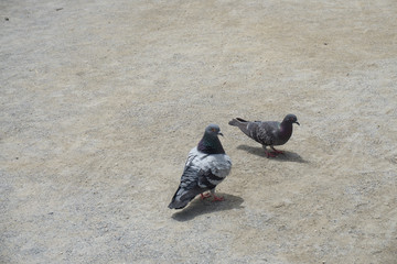 公園でくつろぐ鳩