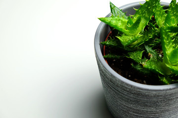 A modern green plant from a top down side view with a white background. eco home office