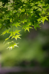 夏の綺麗な緑色のもみじの葉
