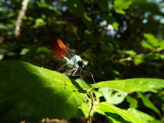 カワトンボ damselfly