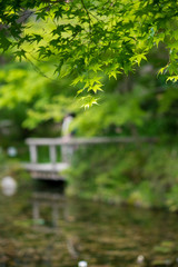 Naklejka premium 夏の綺麗なもみじの葉っぱと水面