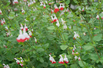 チェリーセージの花