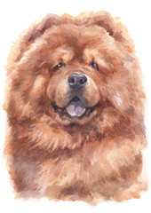 Water colour painting of Chow Chow 161