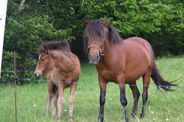 Fototapeta premium yegua y potrilla en el campo, Asturias, Spain