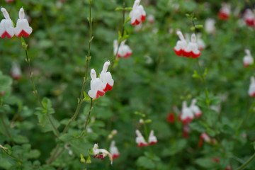 チェリーセージの花