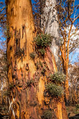 First plants start to grow again in a forest in the Snowy Mountains, burnt down during the bush fires in Australia. Nature comes back to life.