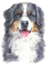 Fototapeta premium Water colour painting of Bernese Mountain Dog 171