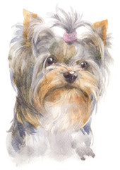 Water colour painting of Yorkshire Terrier 184